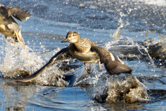 Mallard Mayhem!