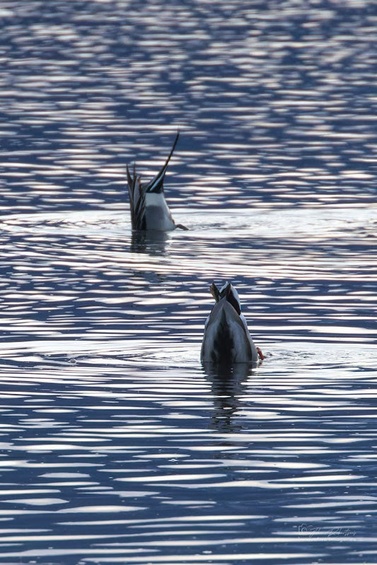 Duck Dance