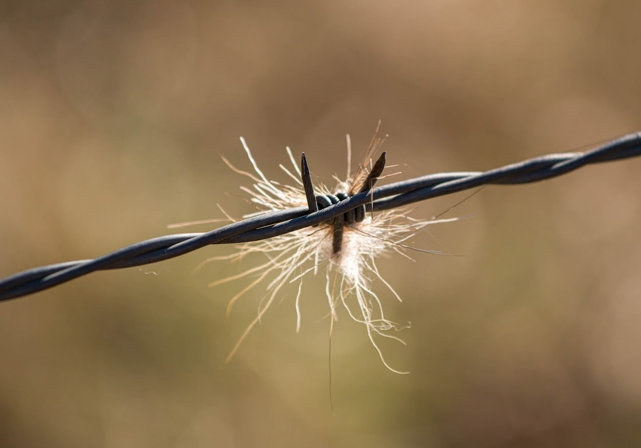 Backscratcher