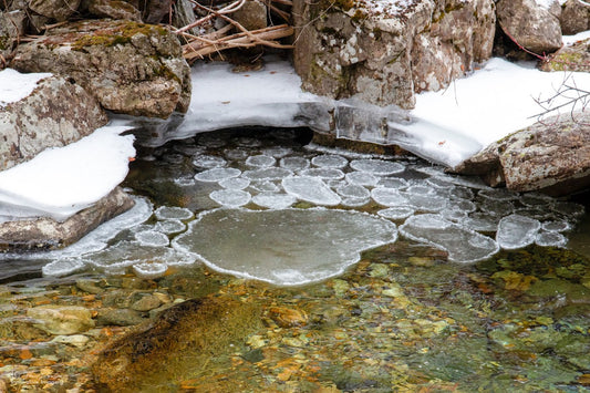 Winter Lilypads