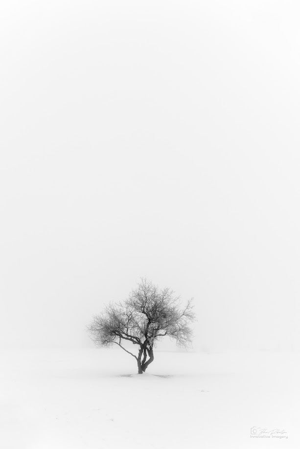 Tree Dancing in the Fog