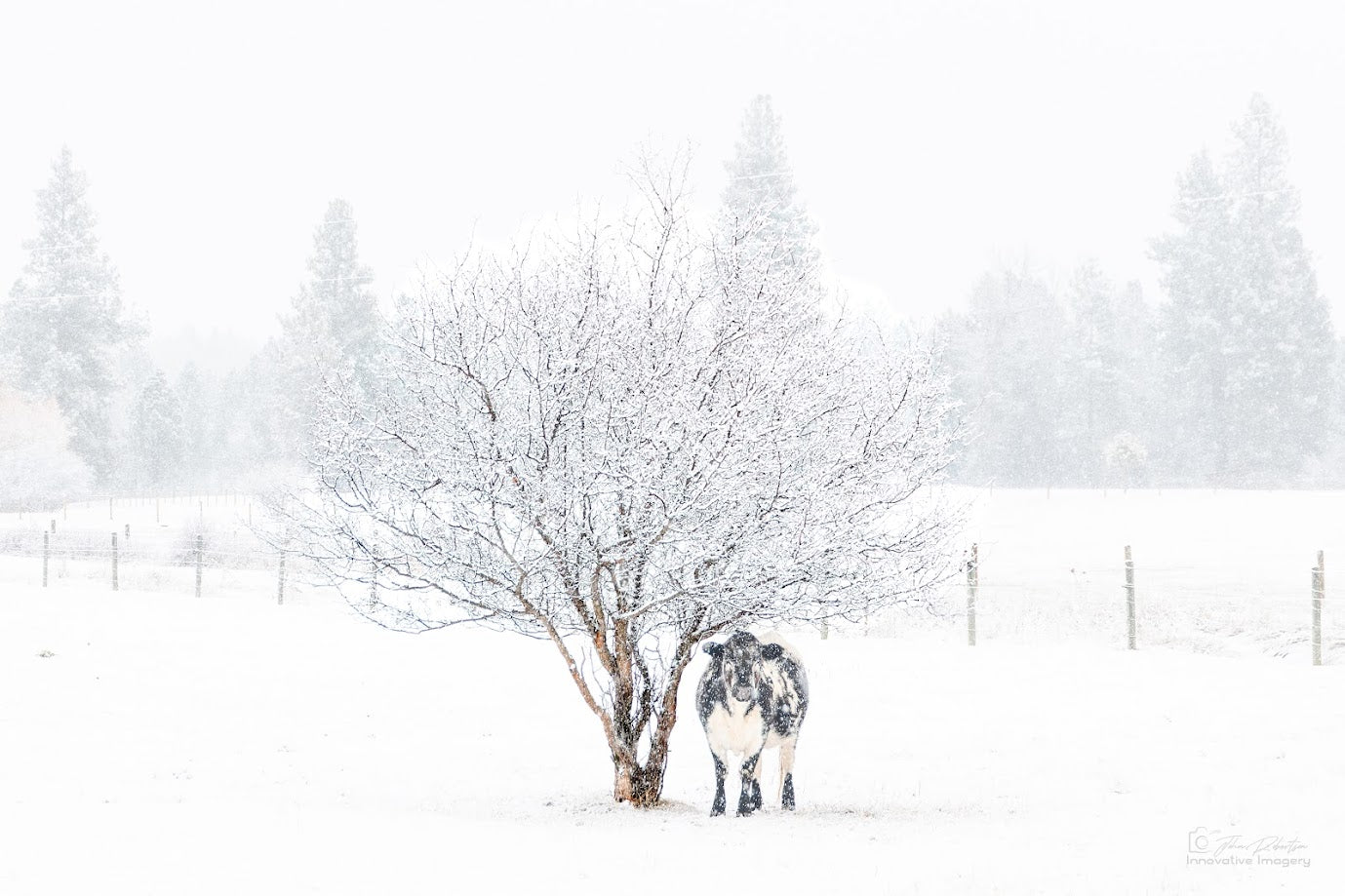 Momma Cow Taking Refuge From a Snowstorm